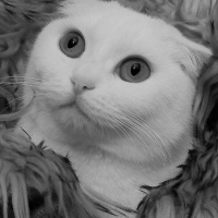 Scottish Fold, Kedi  MAYA VERA fotoğrafı