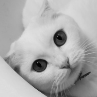 Scottish Fold, Kedi  MAYA VERA fotoğrafı