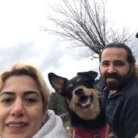 Minyatür Pinscher, Köpek  Şans fotoğrafı