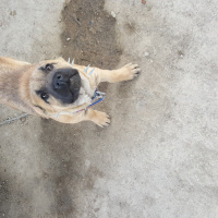 Kangal, Köpek  Garip fotoğrafı