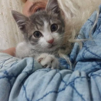 Tekir Kedi, Kedi  Merirose fotoğrafı