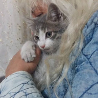 Tekir Kedi, Kedi  Merirose fotoğrafı