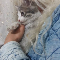 Tekir Kedi, Kedi  Merirose fotoğrafı