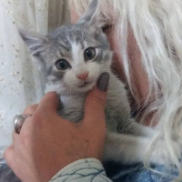 Tekir Kedi, Kedi  Merirose fotoğrafı