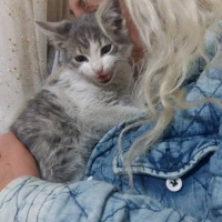 Tekir Kedi, Kedi  Merirose fotoğrafı