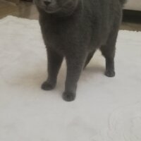 British Shorthair, Kedi  Mia fotoğrafı