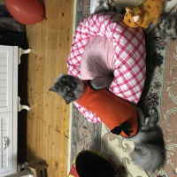 Chinchilla, Kedi  Tommy  fotoğrafı