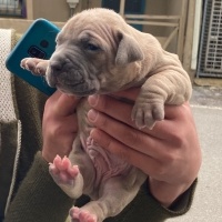 Amerikan Pitbull Terrier, Köpek  Yavru köpek ? fotoğrafı