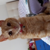 Sarman, Kedi  Pati fotoğrafı