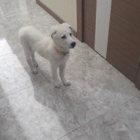 Labrador Retriever, Köpek  Ares fotoğrafı