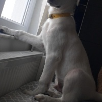 Labrador Retriever, Köpek  Ares fotoğrafı