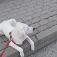 Labrador Retriever, Köpek  Ares fotoğrafı