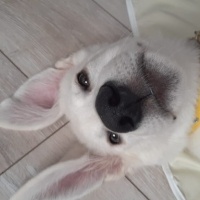 Labrador Retriever, Köpek  Ares fotoğrafı