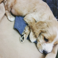 Amerikan Cocker Spaniel, Köpek  Nice fotoğrafı