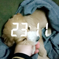 Amerikan Cocker Spaniel, Köpek  Nice fotoğrafı