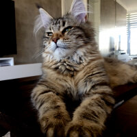 Maine Coon, Kedi  misha fotoğrafı