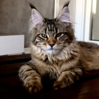 Maine Coon, Kedi  misha fotoğrafı