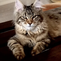 Maine Coon, Kedi  misha fotoğrafı