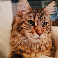 Maine Coon, Kedi  misha fotoğrafı