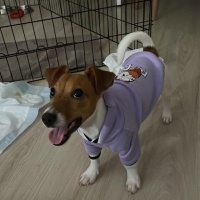 Jack Russell Terrier, Köpek  Jessy fotoğrafı