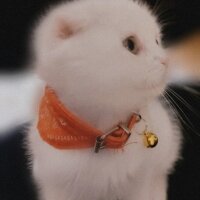 Scottish Fold, Kedi  kumsal fotoğrafı