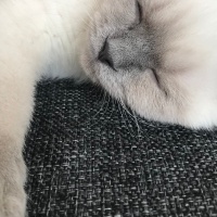 Scottish Fold, Kedi  Duman fotoğrafı