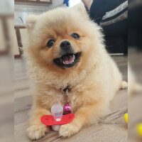 Pomeranyalı, Köpek  Gundiboo fotoğrafı