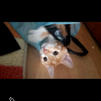 Tekir Kedi, Kedi  Cipsi fotoğrafı