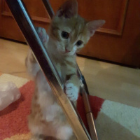 Tekir Kedi, Kedi  Cipsi fotoğrafı