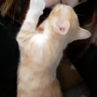 Tekir Kedi, Kedi  Cipsi fotoğrafı