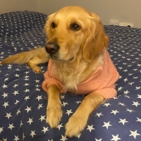 Golden Retriever, Köpek  Sam fotoğrafı
