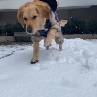 Golden Retriever, Köpek  Sam fotoğrafı