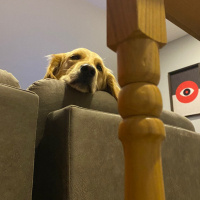 Golden Retriever, Köpek  Sam fotoğrafı