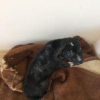 Sokö (Sokak Köpeği), Köpek  Maya fotoğrafı
