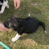 Border Collie, Köpek  Hera& Thor fotoğrafı