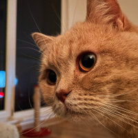 British Shorthair, Kedi  Salep fotoğrafı