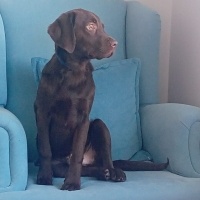 Labrador Retriever, Köpek  Dost fotoğrafı