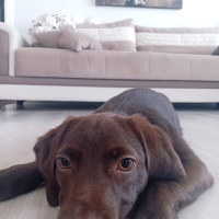 Labrador Retriever, Köpek  Dost fotoğrafı