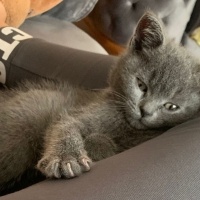 British Shorthair, Kedi  Balım fotoğrafı