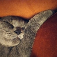 British Shorthair, Kedi  Balım fotoğrafı