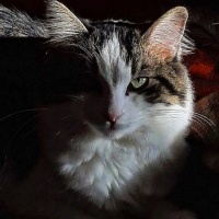 Norwegian Forest, Kedi  Pofi fotoğrafı