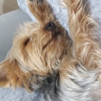 Yorkshire Terrier, Köpek  Tarçın fotoğrafı