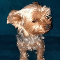 Yorkshire Terrier, Köpek  Tarçın fotoğrafı