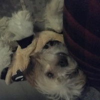 Maltese, Köpek  Köpük fotoğrafı