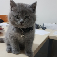 British Shorthair, Kedi  Cash fotoğrafı