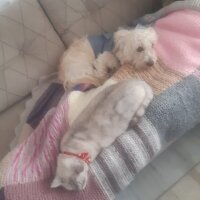 Yorkshire Terrier, Köpek  Behlül fotoğrafı