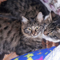 Tekir Kedi, Kedi  Kahraman ve Leo fotoğrafı