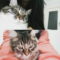 Tekir Kedi, Kedi  Kahraman ve Leo fotoğrafı