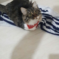 Tekir Kedi, Kedi  Kahraman ve Leo fotoğrafı