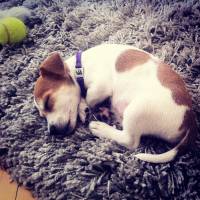 Jack Russell Terrier, Köpek  Piksel fotoğrafı